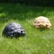 Черепаха – садовый декор